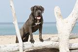 CANE CORSO 240